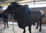 Berapa Harga Sapi Kurban Sonny Septian Hadiah dari Raffi Ahmad?