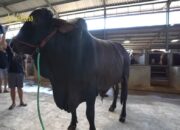 Penampakan Sapi Jumbo Hitam Sonny Septian Hadiah Kurban dari Raffi Ahmad
